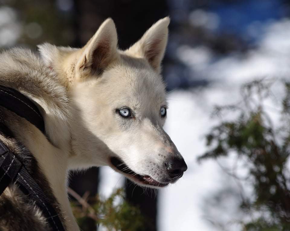 Chiens de traineau nordic team, st Urcize